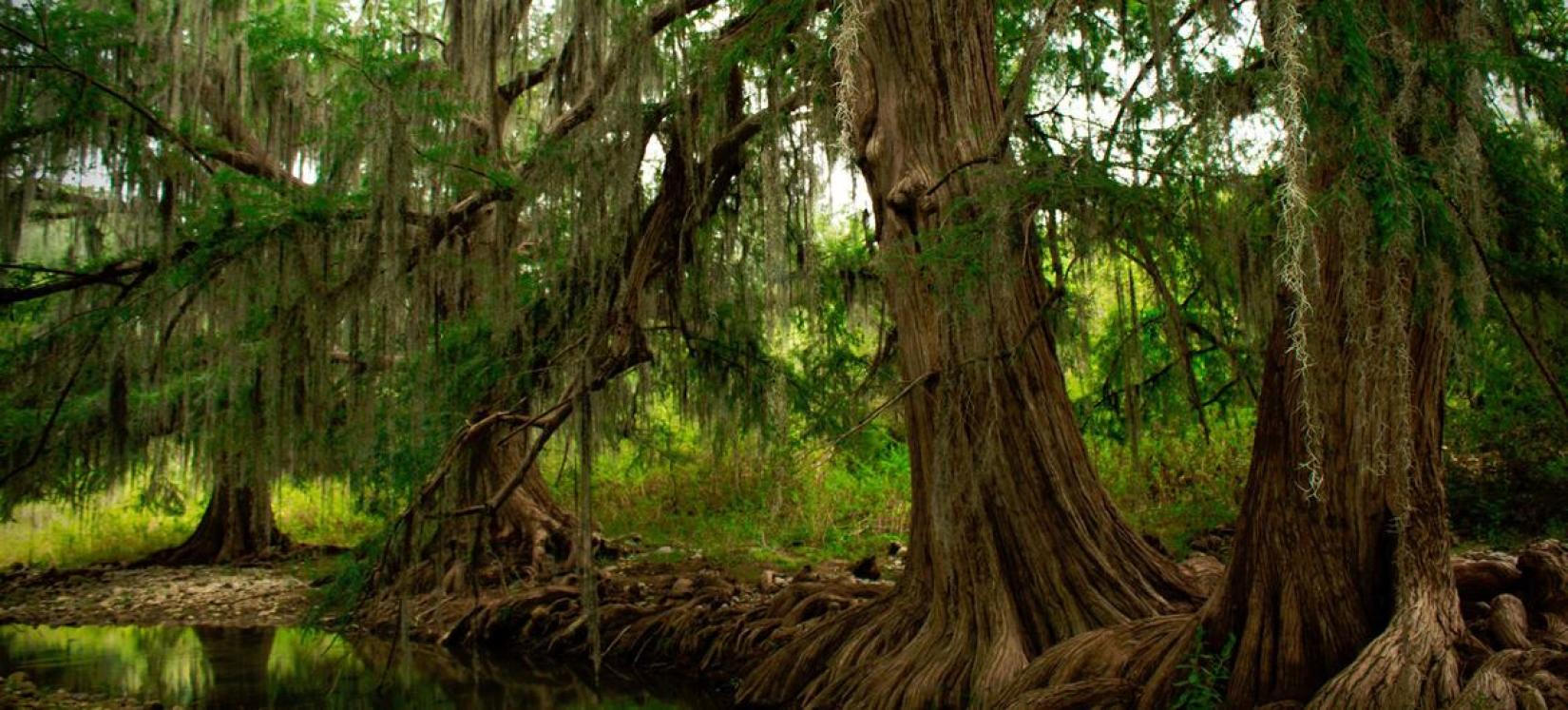 La deforestación continúa a pesar de los llamamientos internacionales para proteger los bosques.