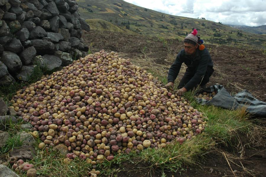 Agricultor cultivando papá en Huancavelica